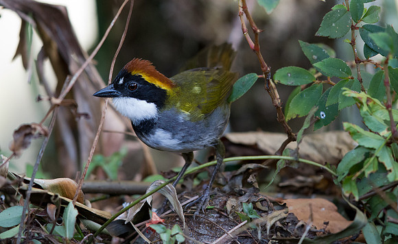 Chestnut-capped Brush Finch (Arremon brunneinucha)