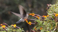 Giant Hummingbird (Patagona gigas)