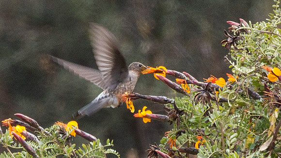 Giant Hummingbird (Patagona gigas)