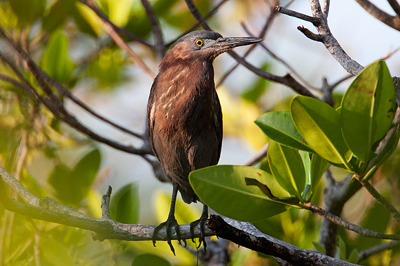 Green Heron (Butorides virescens)
