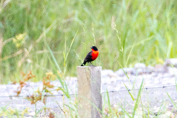 Red-breasted Blackbird (Sturnella militaris)