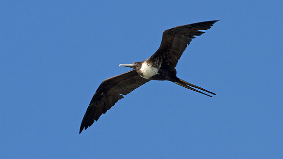 Magnificent Frigatebird (Fregata magnificens) female