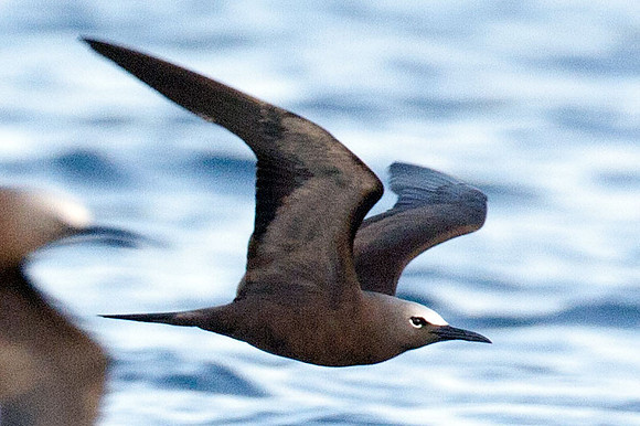Brown Noddy (Anous stolidus) also known as Common Noddy