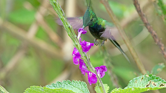 Wire-crested Thorntail (Discosura popelairii)