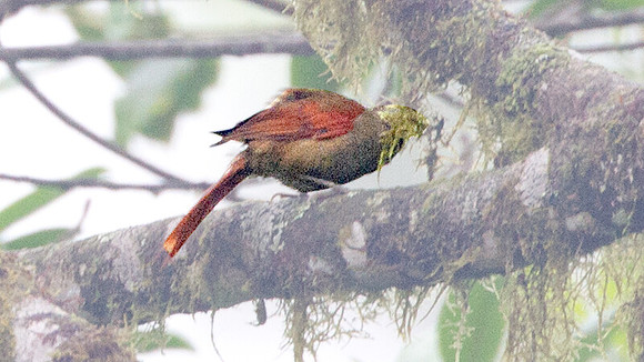 Buff-fronted Foliage-gleaner (Philydor rufum)