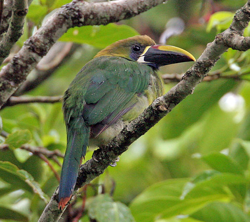Emerald Toucanet (Aulacorhynchus prasinus)