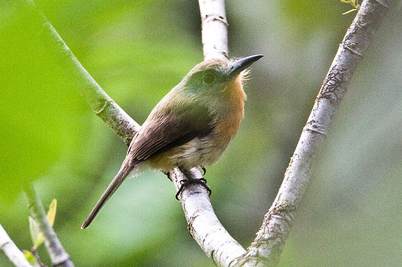Grey-cheeked Nunlet (Nonnula frontalis)