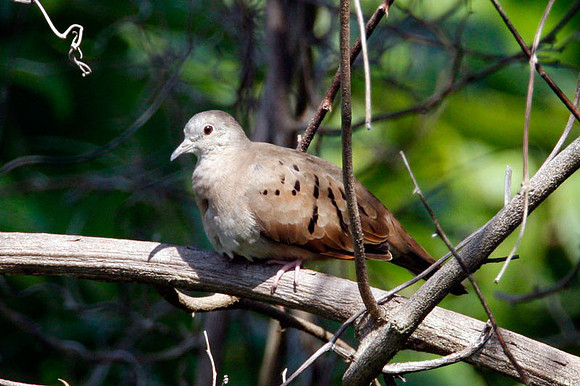 Ruddy Ground Dove (Columbina talpacoti)