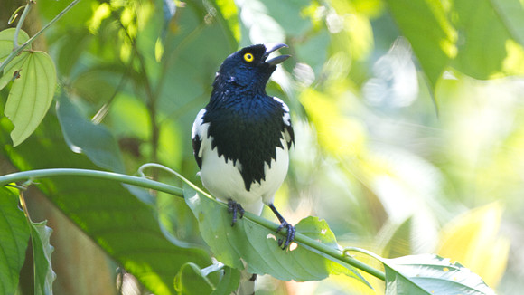Magpie Tanager (Cissopis leveriana)