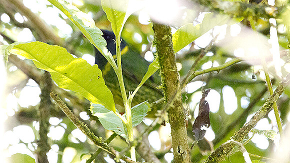 Green-and-black Fruiteater (Pipreola riefferii)