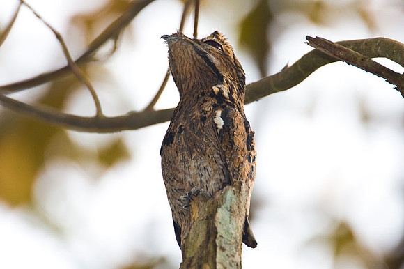 Common Potoo (Nyctibius griseus)