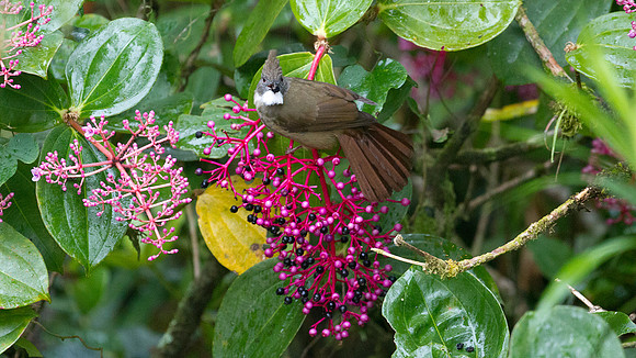 Ochraceous Bulbul (Alophoixus ochraceus)