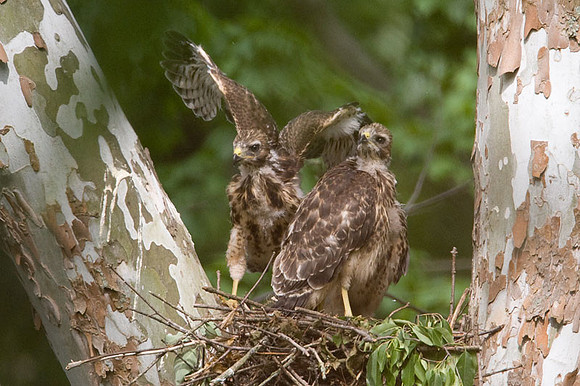 Red-shouldered Hawk (Buteo lineatus) juvenile