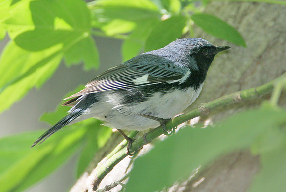 Black-throated Blue Warbler (Dendroica caerulescens)