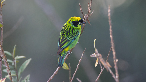 Green-and-gold Tanager (Tangara schrankii)