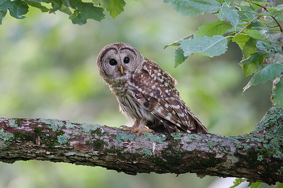 Barred Owl (Strix varia)