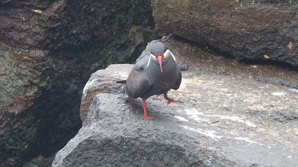 Inca Tern (Larosterna inca)