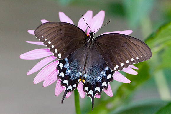 Spicebush Swallowtail (Papilio troilus)
