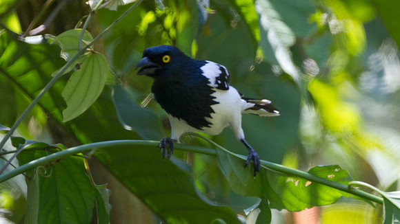 Magpie Tanager (Cissopis leveriana)