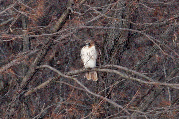 hawk?