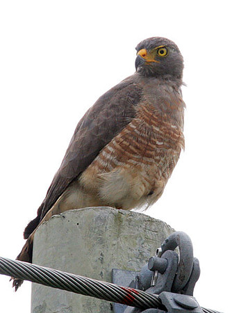 Roadside Hawk (Buteo magnirostris)