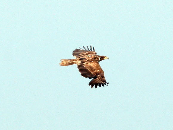 Bald Eagle (Haliaeetus leucocephalus) immature