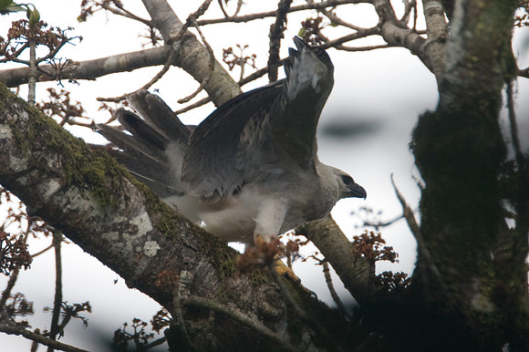 Harpy Eagle (Harpia harpyja) juvenile