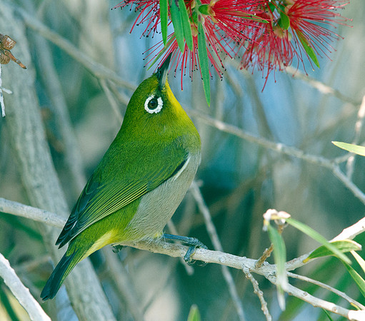 Japanese White-eye (Zosterops japonicus)