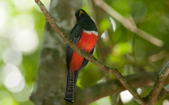 Collared Trogon (Trogon collaris)