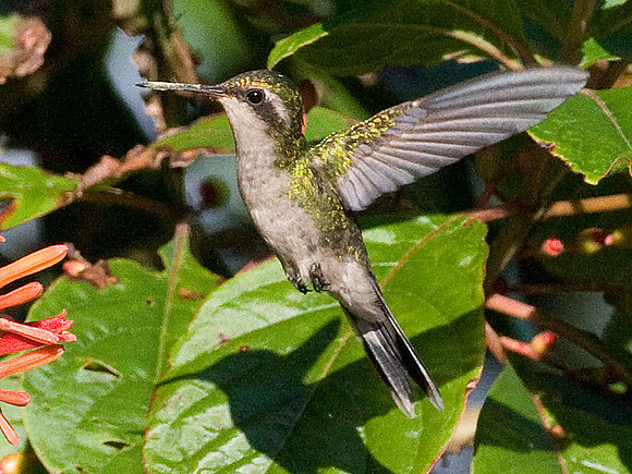 Cozumel Emerald (Chlorostilbon forficatus) female