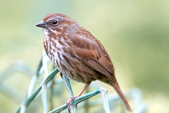 Song Sparrow (Melospiza melodia)