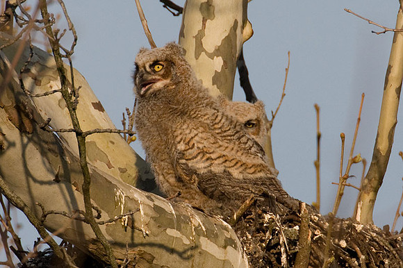 Great horned owl (Bubo virginianus) juvenile