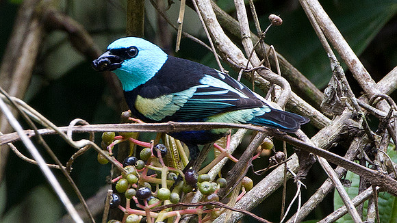 Blue-necked Tanager (Tangara cyanicollis)