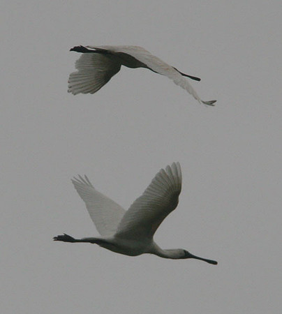 Royal Spoonbill (Platalea regia) also known as Black-billed Spoonbill
