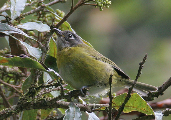 Common Bush-tanager (Chlorospingus ophthalmicus)