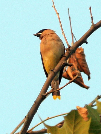 Cedar Waxwing (Bombycilla cedrorum)