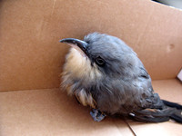Mangrove Cuckoo (Coccyzus minor) immature