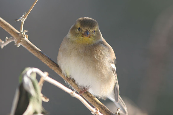 American Goldfinch (Carduelis tristis)