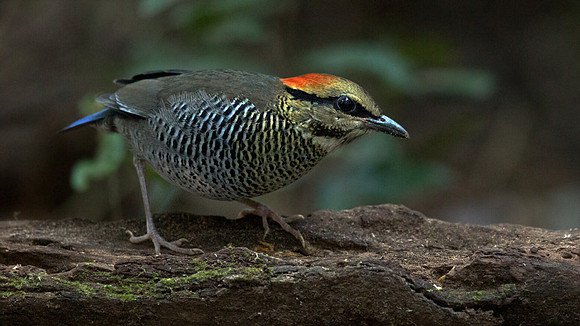 Blue pitta (Hydrornis cyanea) Female