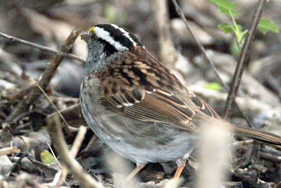 White-crowned Sparrow (Zonotrichia leucophrys)