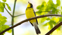 Canada Warbler (Wilsonia canadensis)