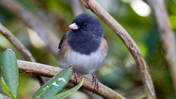 Dark-eyed Junco (Junco hyemalis oreganus)