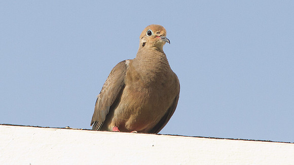 Mourning Dove (Zenaida macroura)