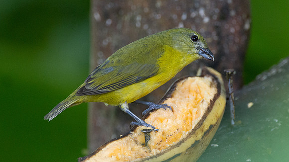 Thick-billed Euphonia (Euphonia laniirostris)