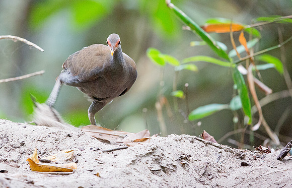 Philippine megapode (Megapodius cumingii)