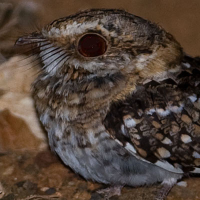 White-tailed Nightjar (Caprimulgus cayennensis)