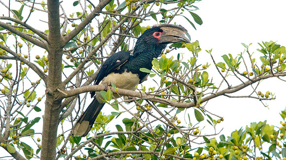 Trumpeter Hornbill (Bycanistes bucinator)