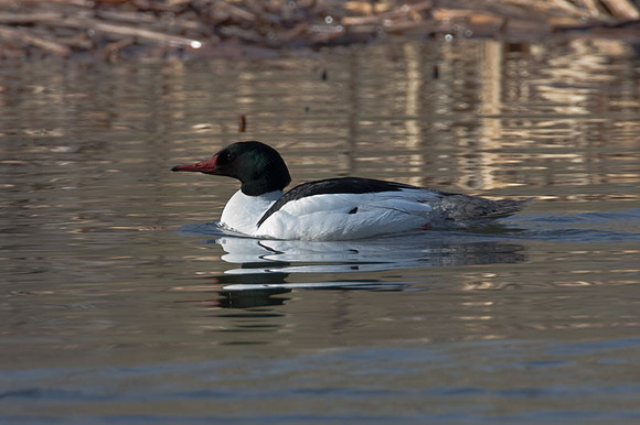 Common Merganser or Goosander (Mergus merganser)