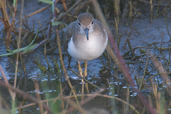 Spotted Sandpiper (Actitis macularius)