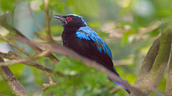 Asian Fairy-bluebird (Irena puella) male captive